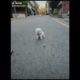 Cute Puppies Doing Funny Things|Cutest Puppies 2021#451.