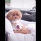 Cute Puppies Doing Funny Things|Cutest Puppies 2021#464.