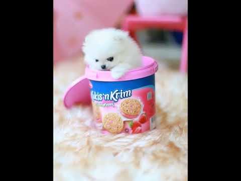 Cute Puppies Doing Funny Things|Cutest Puppies 2021#471.