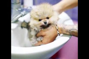 Cute Puppies Doing Funny Things|Cutest Puppies 2021#479.