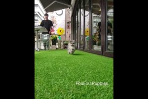 Cute Puppies Doing Funny Things|Cutest Puppies 2021#488.