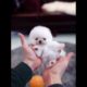Cute Puppies Doing Funny Things|Cutest Puppies 2021#490.