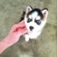 Cute Puppies Doing Funny Things|Cutest Puppies 2021#492.