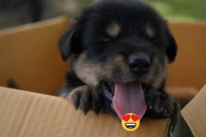 Cute Puppy   The Cutest Puppys    World Cutest Dogs
