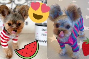 😍 Cute Yorkies Eating Compilation - Cutest puppies 😍