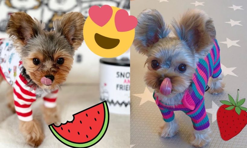 😍 Cute Yorkies Eating Compilation - Cutest puppies 😍