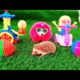Cute and Adorable Hedgehog Plays with Toy, cutest and funny pets, Animals Kingdom #12