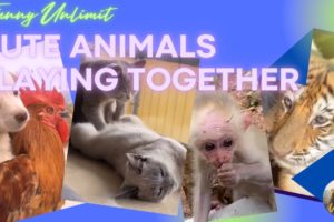 Cute animals playing together, very #funny😁 and will make you #happy😊