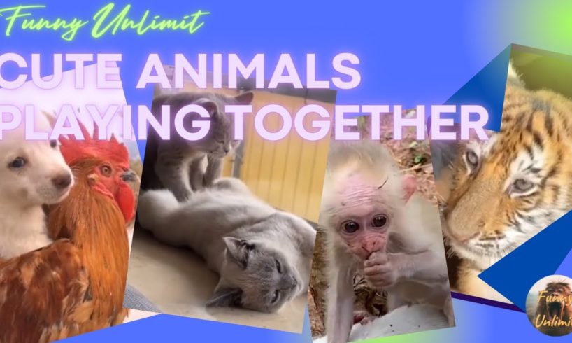 Cute animals playing together, very #funny😁 and will make you #happy😊