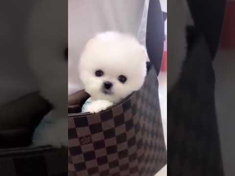 Cute baby Videos Compilation   Cutest Puppies 16 #Shorts
