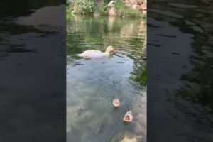 Cute baby animals - Cutest Puppies