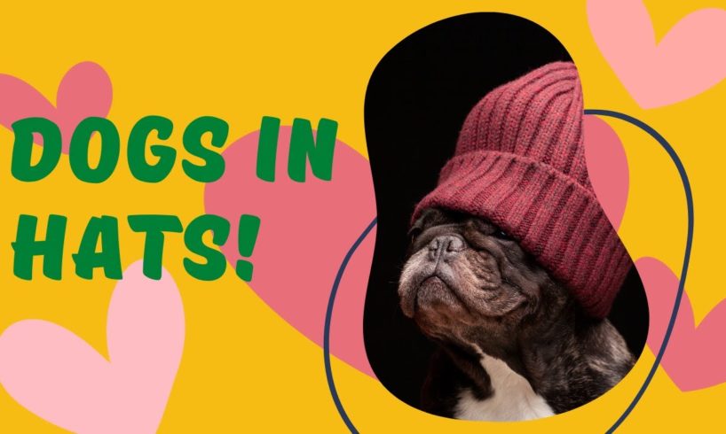 Cute dogs in hats cutest puppies and dogs in hats #shorts #cutefunnydogs #funnydogs #puppies #dogs