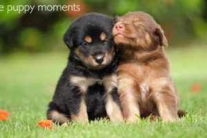 Cute puppies | cutest puppies | cutest puppy moment