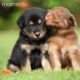 Cute puppies | cutest puppies | cutest puppy moment
