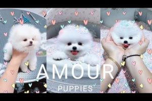 Cute puppies || cutest puppies ever || cute compilation || cute baby dogs