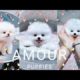 Cute puppies || cutest puppies ever || cute compilation || cute baby dogs