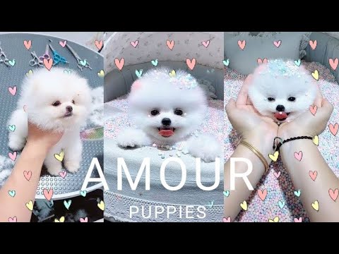 Cute puppies || cutest puppies ever || cute compilation || cute baby dogs
