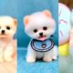 Cute puppies,Adorable Puppies videos,baby puppy videos #2