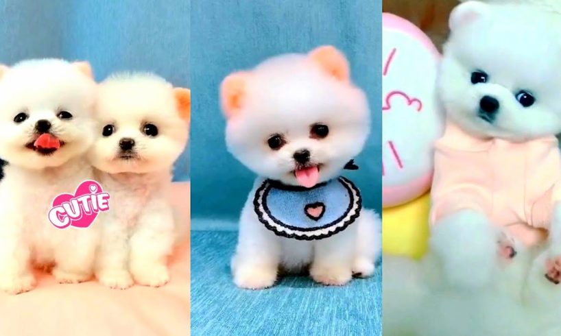 Cute puppies,Adorable Puppies videos,baby puppy videos #2