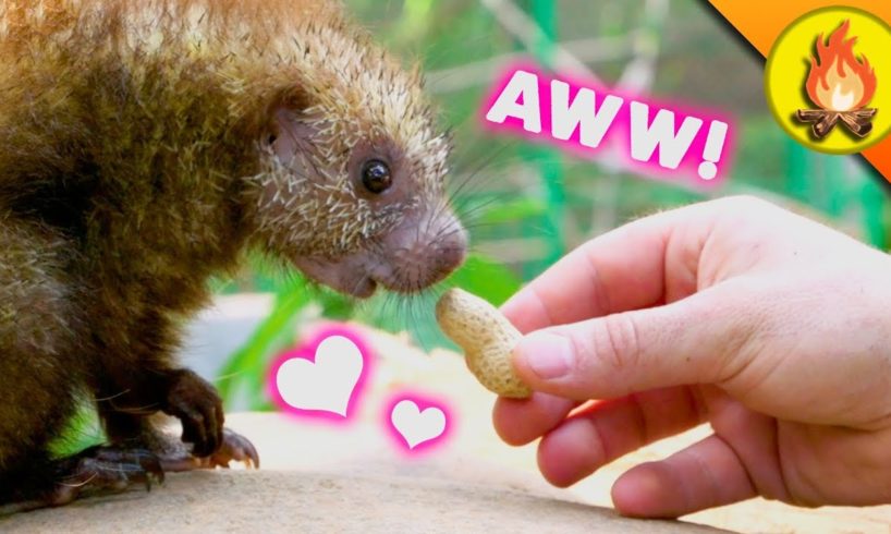 Cutest Animals EVER?!