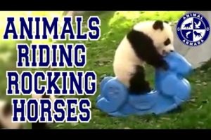 Cutest Animals Riding Rocking Horses Compilation