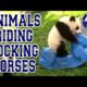 Cutest Animals Riding Rocking Horses Compilation