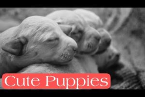 Cutest Labrador Puppies ❤️|| Funny and Cute Puppies Videos 🐶😍 || Will Fly 🌈