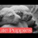 Cutest Labrador Puppies ❤️|| Funny and Cute Puppies Videos 🐶😍 || Will Fly 🌈