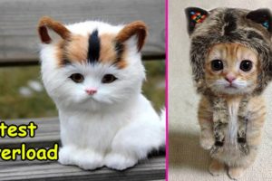 Cutest Overload Kittens ! ? Too Cute Too Funny Cats - Pets Story Video 2020