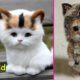 Cutest Overload Kittens ! ? Too Cute Too Funny Cats - Pets Story Video 2020