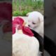 Cutest Puppies Compilation Dog Funny Things #shortvideos #FunnyShorts #311