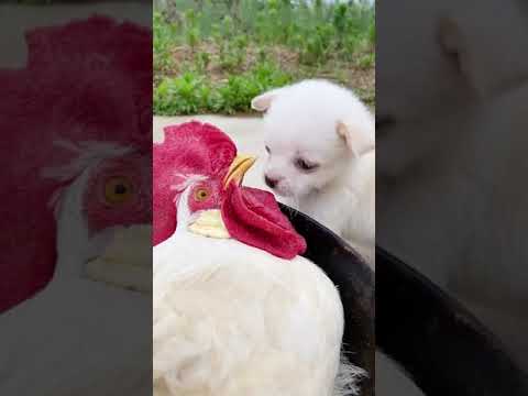 Cutest Puppies Compilation Dog Funny Things #shortvideos #FunnyShorts #311