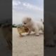 Cutest Puppies Compilation Dog Funny Things #shortvideos #FunnyShorts #330