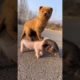 Cutest Puppies Compilation Dog Funny Things #shortvideos #FunnyShorts #338