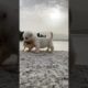 Cutest Puppies Compilation Dog Funny Things #shortvideos #FunnyShorts #411