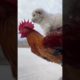 Cutest Puppies Compilation Dog Funny Things #shortvideos #FunnyShorts #431