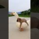 Cutest Puppies Compilation Dog Funny Things #shortvideos #FunnyShorts #438