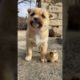 Cutest Puppies Compilation Dog Funny Things #shortvideos #FunnyShorts #448