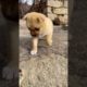 Cutest Puppies Compilation Dog Funny Things #shortvideos #FunnyShorts #467