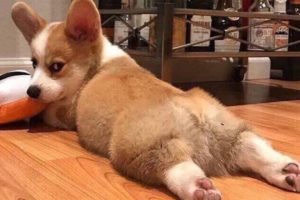 Cutest Puppies In The World 2021 | Cute Puppies Doing Funny Things Clean | Cute Baby Animals