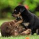 Cutest Puppies🐕🐕 Playing Status 💕 What's app Status 💕 4K Full Hd Video 💞