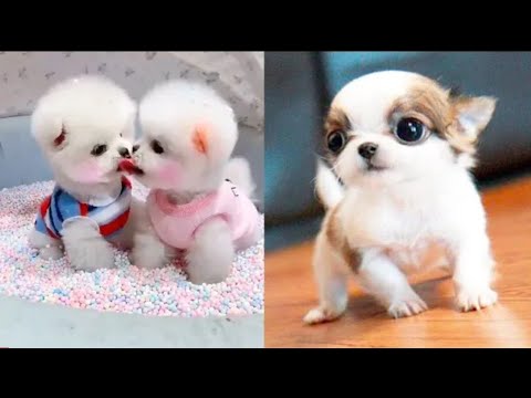Cutest Puppies in the world | animals compilation | compilation | coolzone fact #shorts
