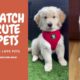 Cutest Puppies on TIKTOK [COMPILATION OF GOLDEN & HUSKY]! Dance&Eletronic - No Copyright Music!