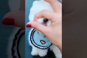 Cutest Puppy Moments (FUNNY VIDEOS) #1 #Shorts