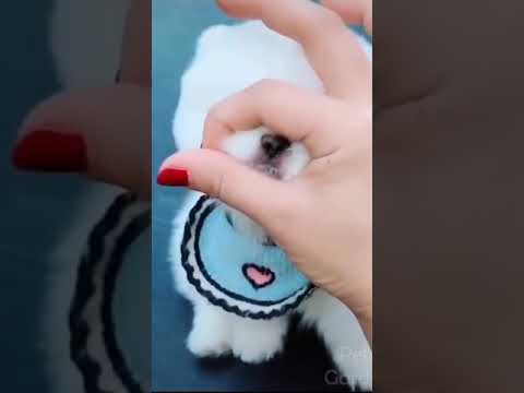 Cutest Puppy Moments (FUNNY VIDEOS) #1 #Shorts