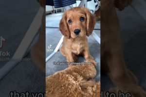 Cutest puppies🐶 #puppyvideos #cutepuppy #puppystuff #sweetpuppy #short