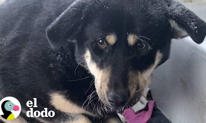 Dentro de una camioneta cubierta de nieve encontraron a una perrita | El Dodo