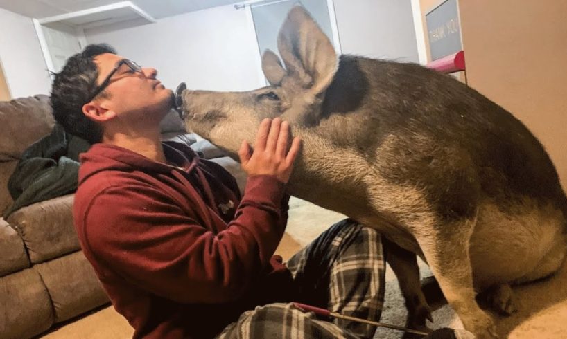 Dinner pig won't stop kissing his rescuers