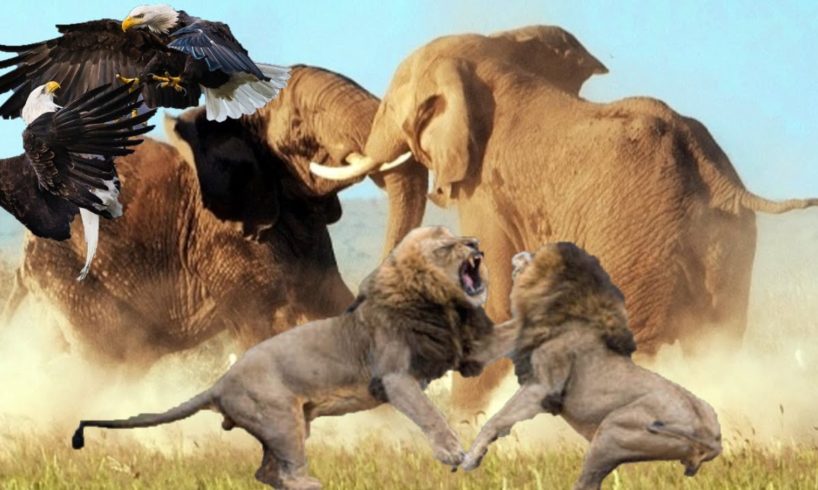 Discovery Wild Animal Fights (Top 10 CRAZIEST Animal Battles in the Wild) Wild Animal Fight 2021
