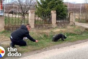 Dog Abandoned On The Road Falls In Love With His Rescuer | The Dodo